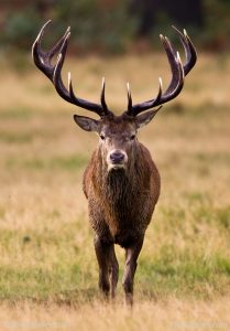 BATTUES EXCEPTIONNELLES