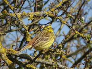 La biodiversité animale de Saint Aubin en photo